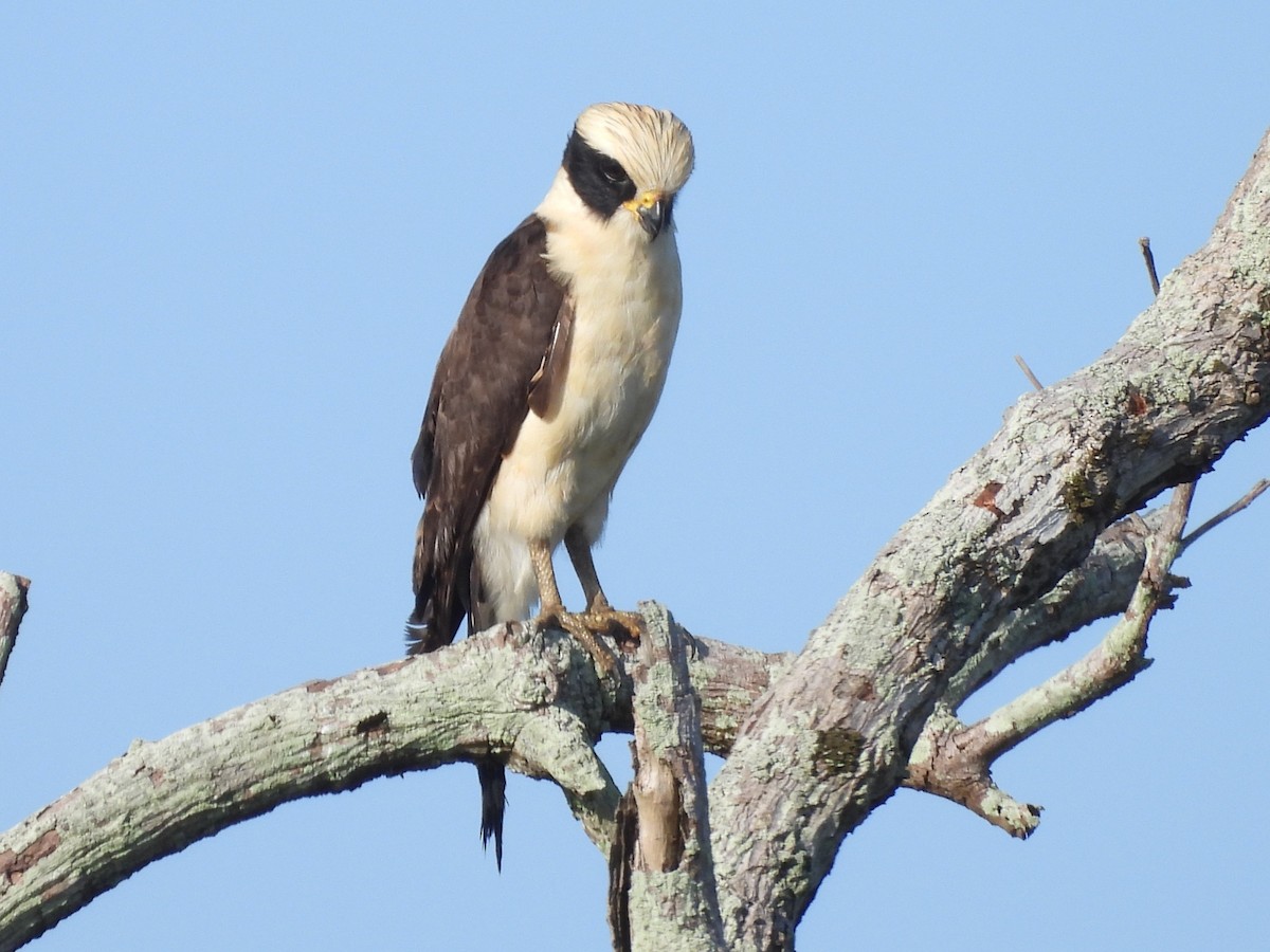 Laughing Falcon - ML641988673