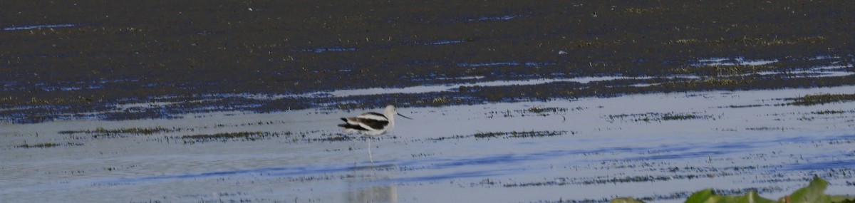 American Avocet - ML641988678