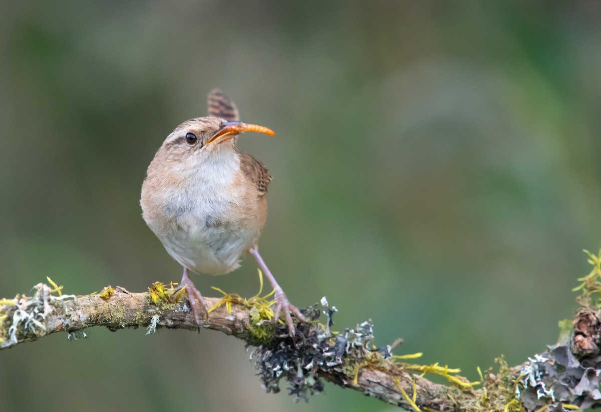 Grass Wren - ML641988688