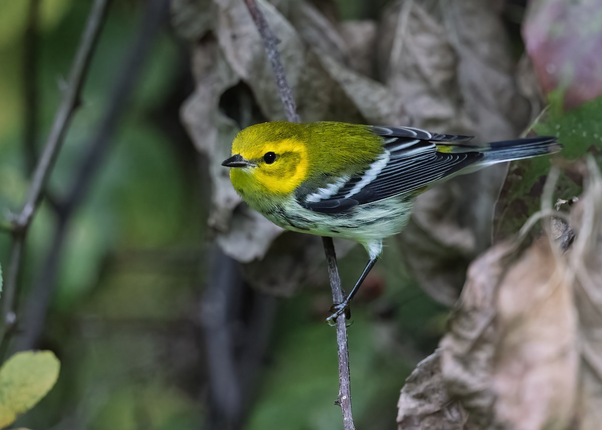 Black-throated Green Warbler - ML641988697