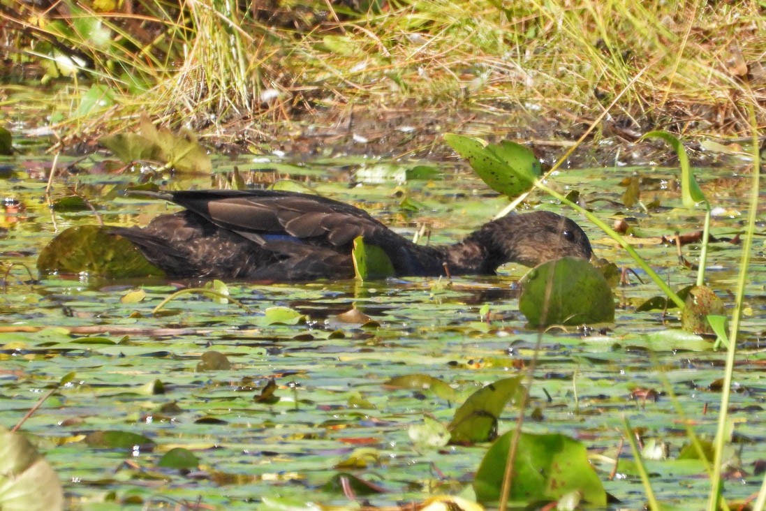American Black Duck - ML641988700