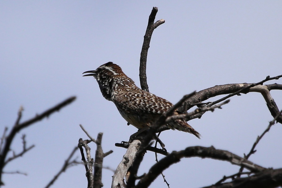 Cactus Wren - ML641988709
