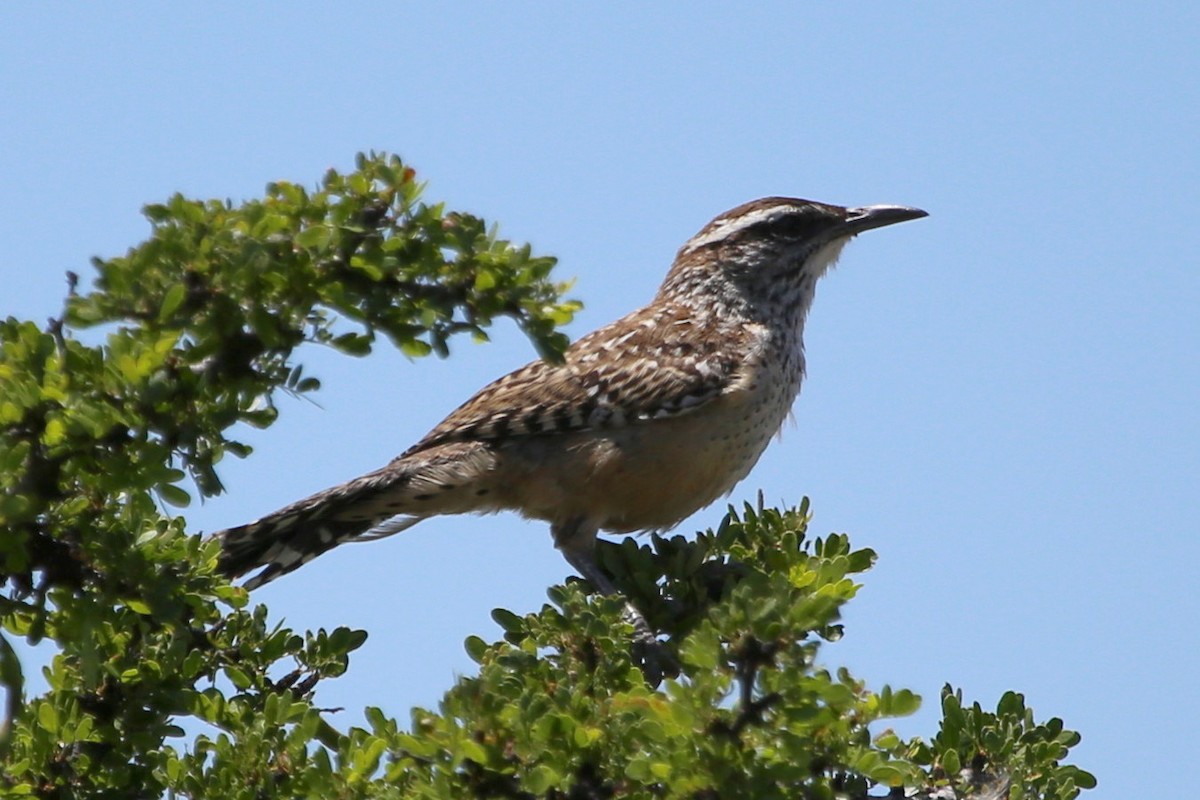 Cactus Wren - ML641988710