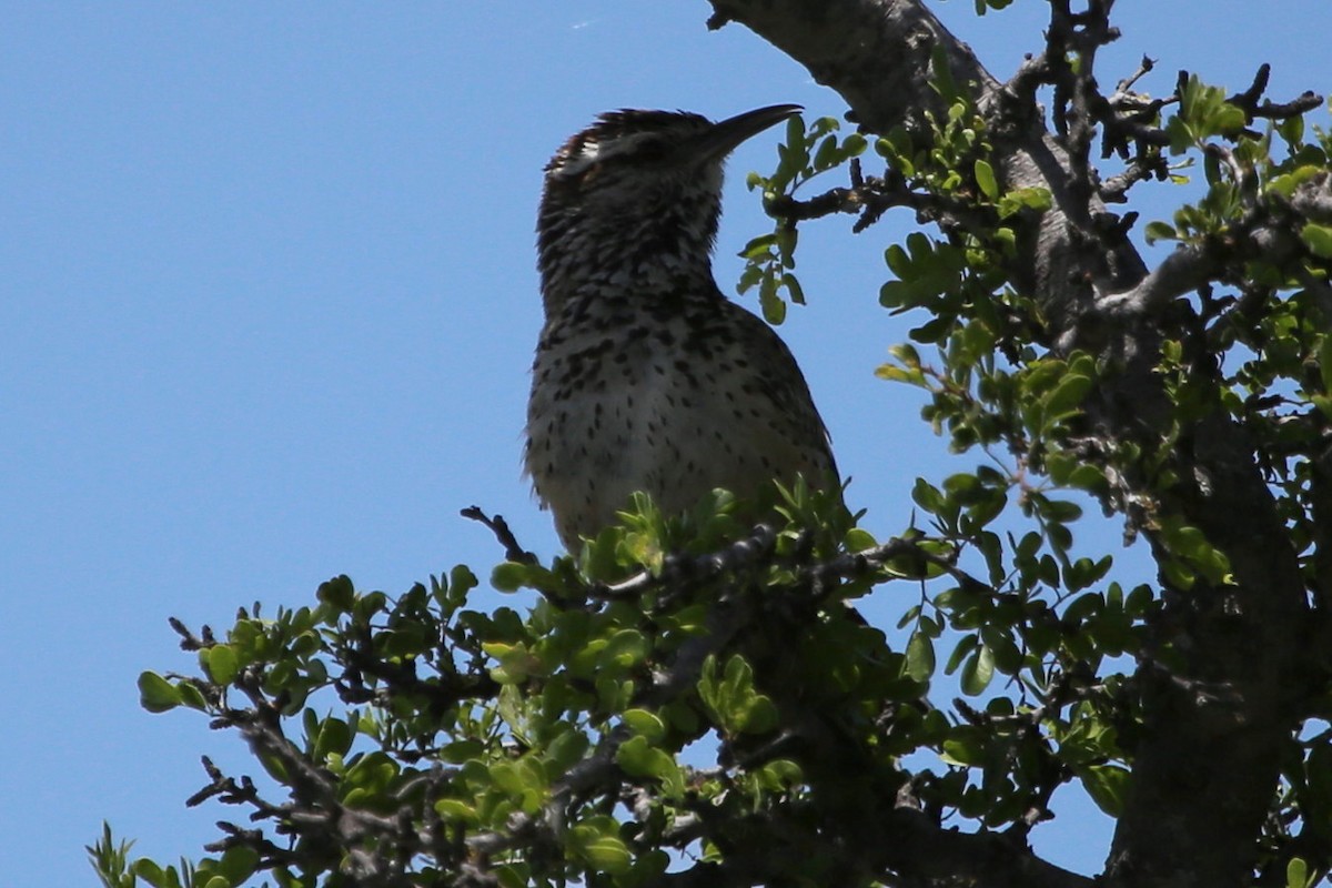 Cactus Wren - ML641988711