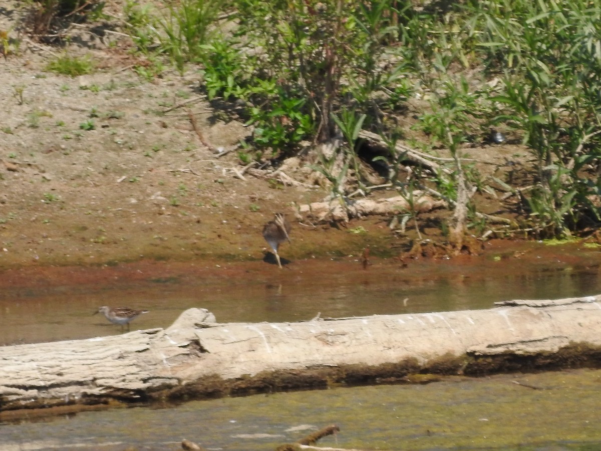 Bécasseau minuscule - ML641988712