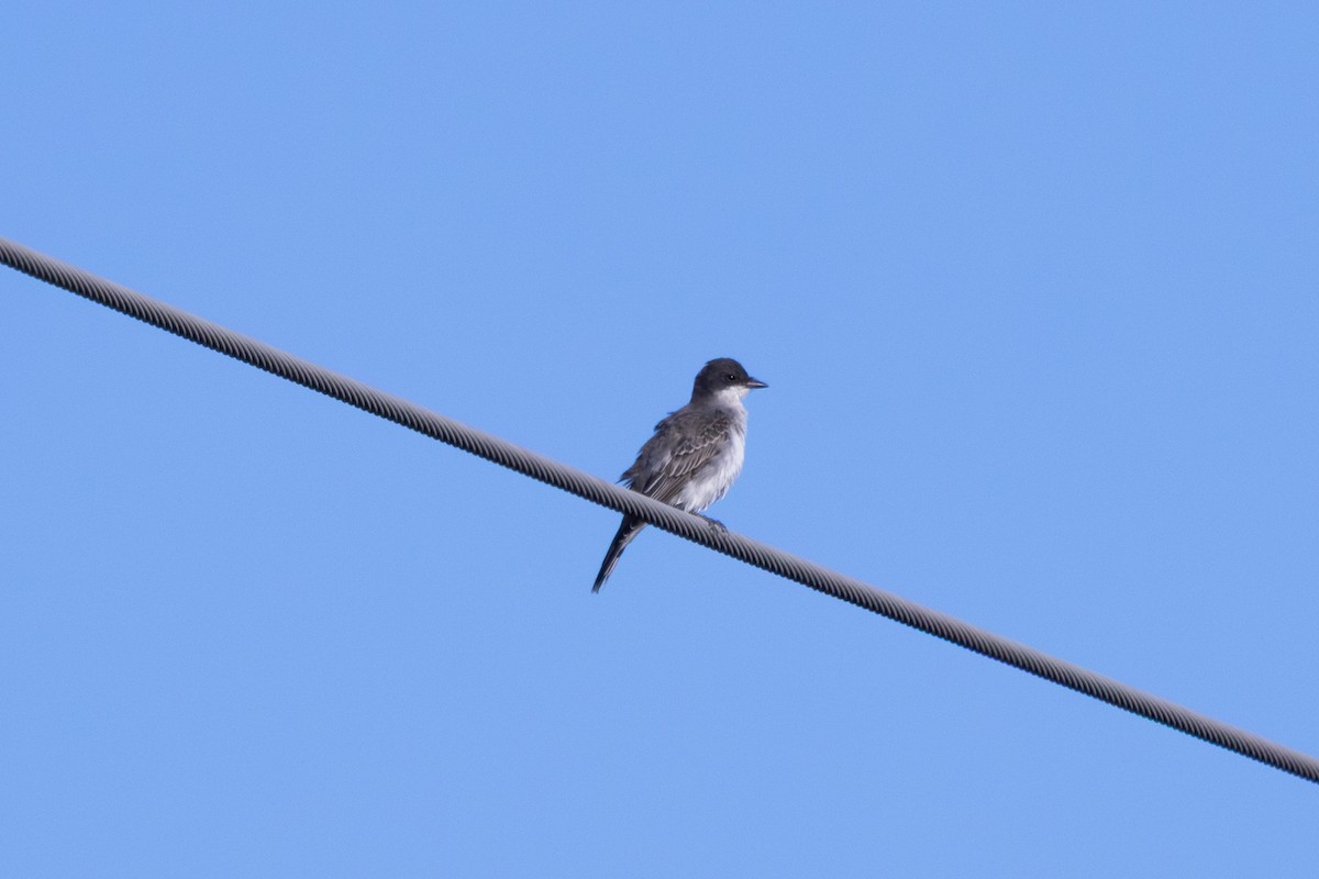 Eastern Kingbird - ML641988718