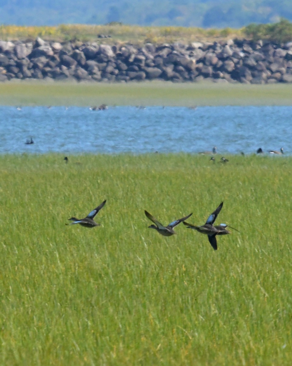 Blue-winged Teal - ML641988723