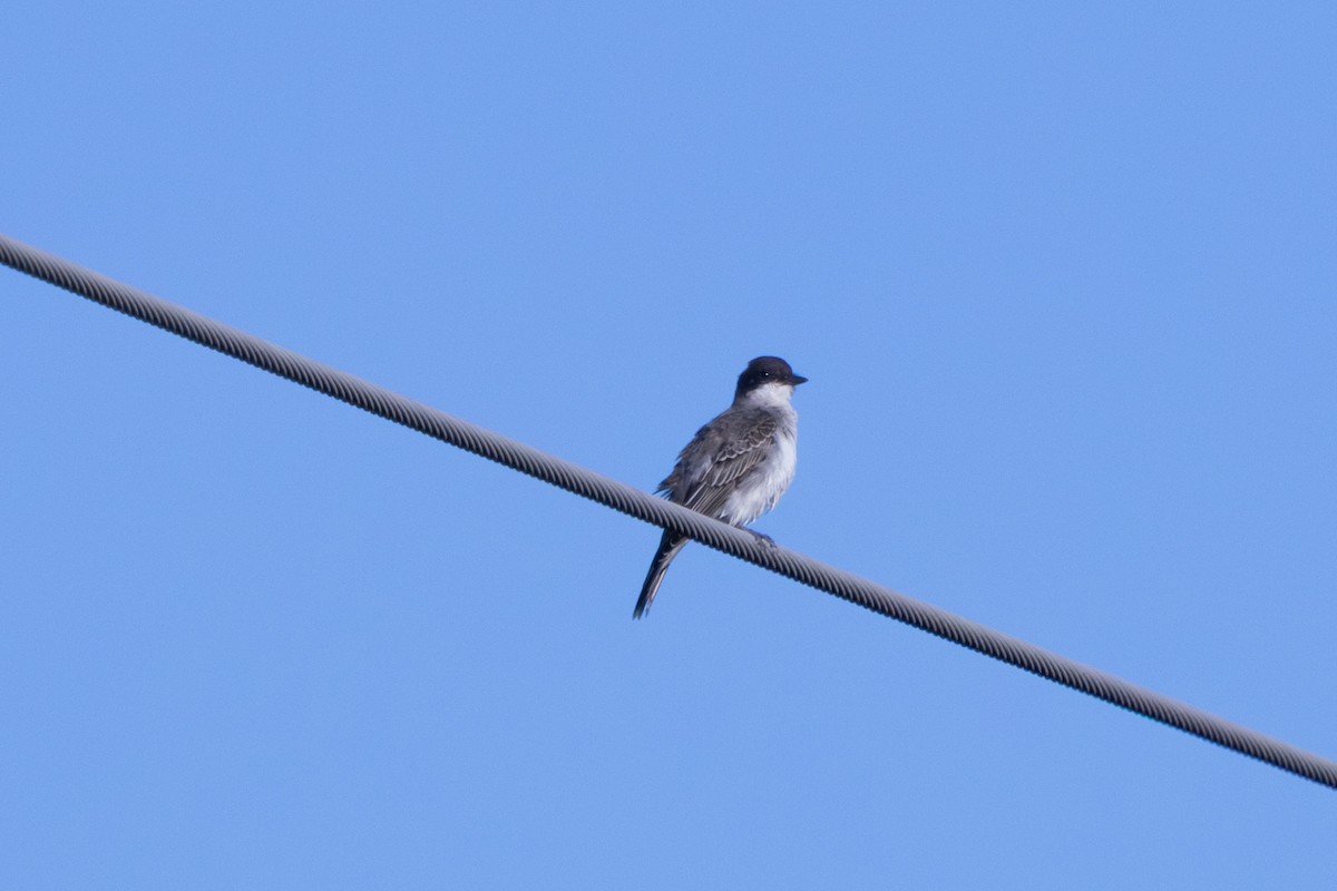 Eastern Kingbird - ML641988728