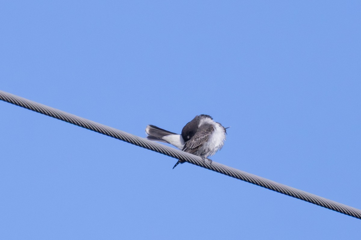 Eastern Kingbird - ML641988729