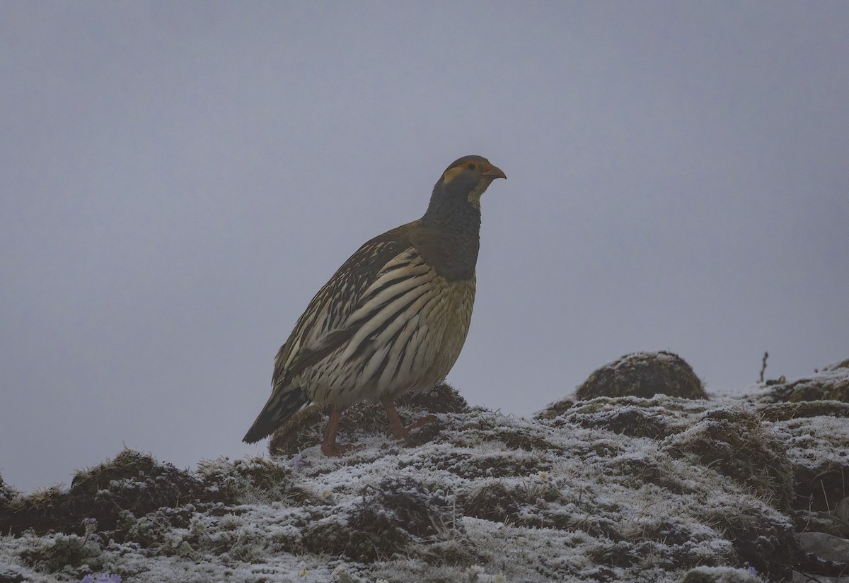 Tibetan Snowcock - ML641988741