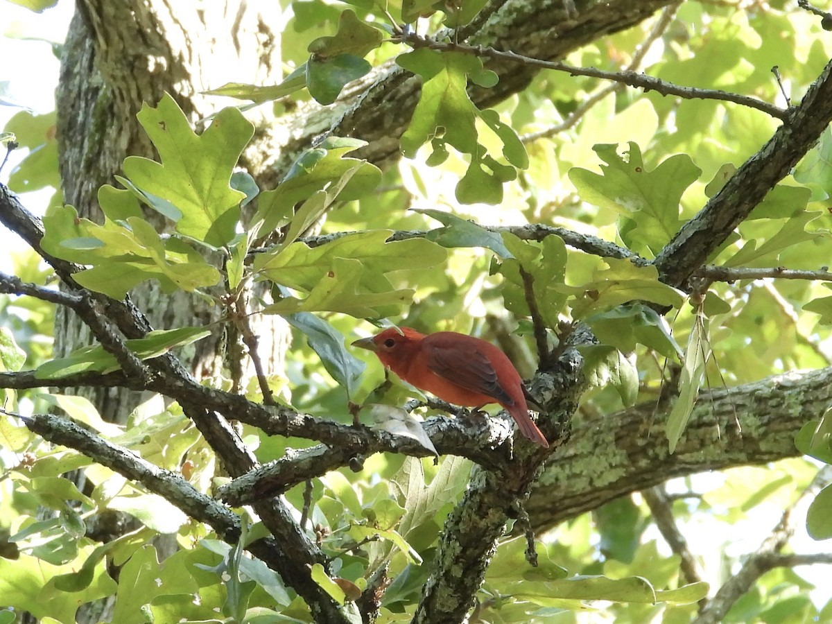 Summer Tanager - ML641988743