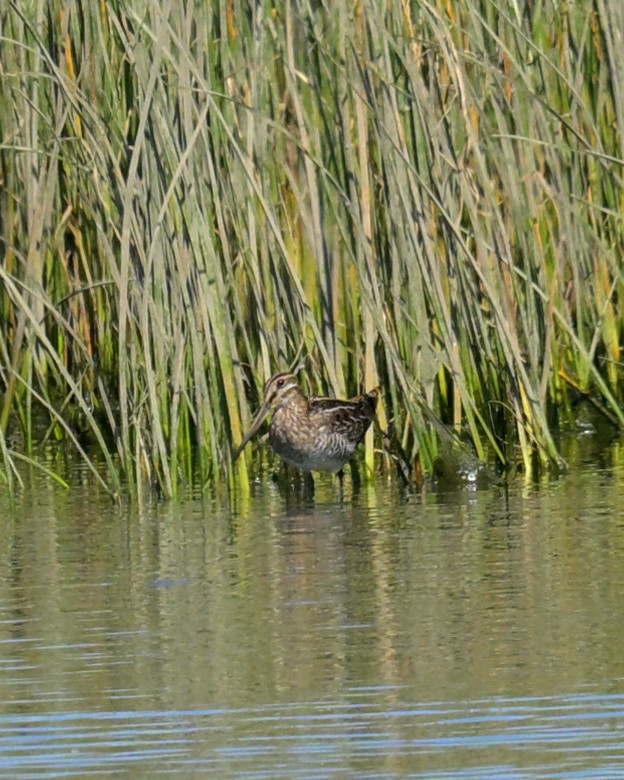 Wilson's Snipe - ML641988744