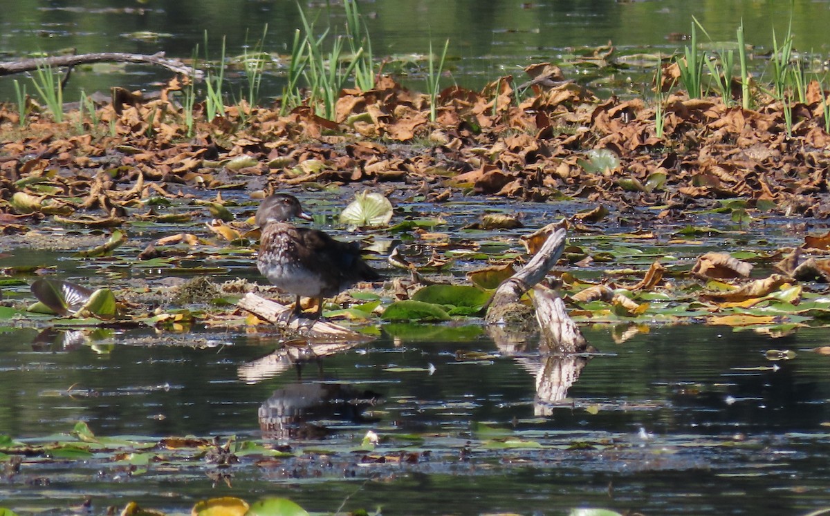 Wood Duck - ML641988745