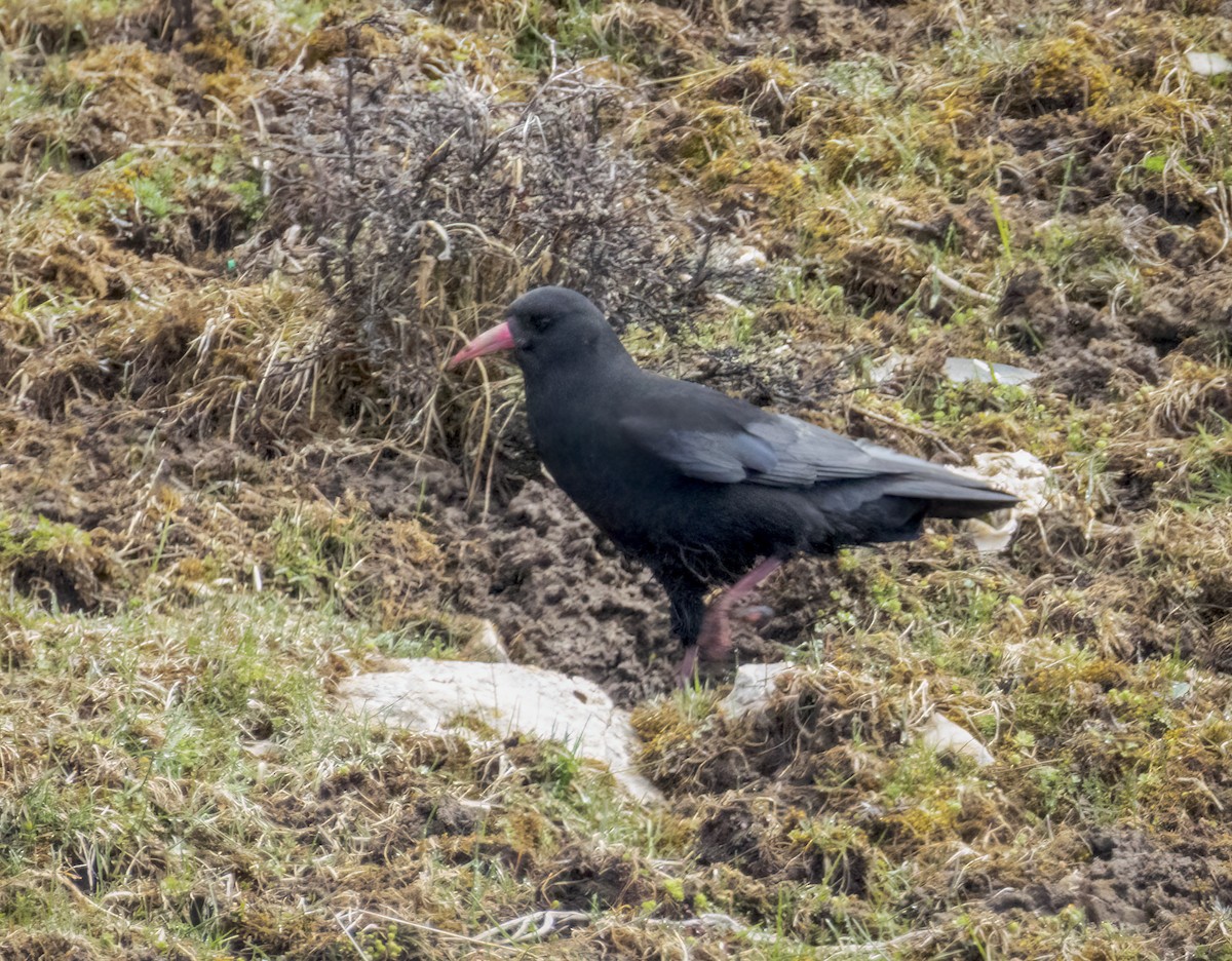 Red-billed Chough - ML641988747
