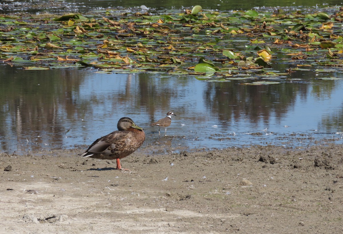 Mallard - ML641988749
