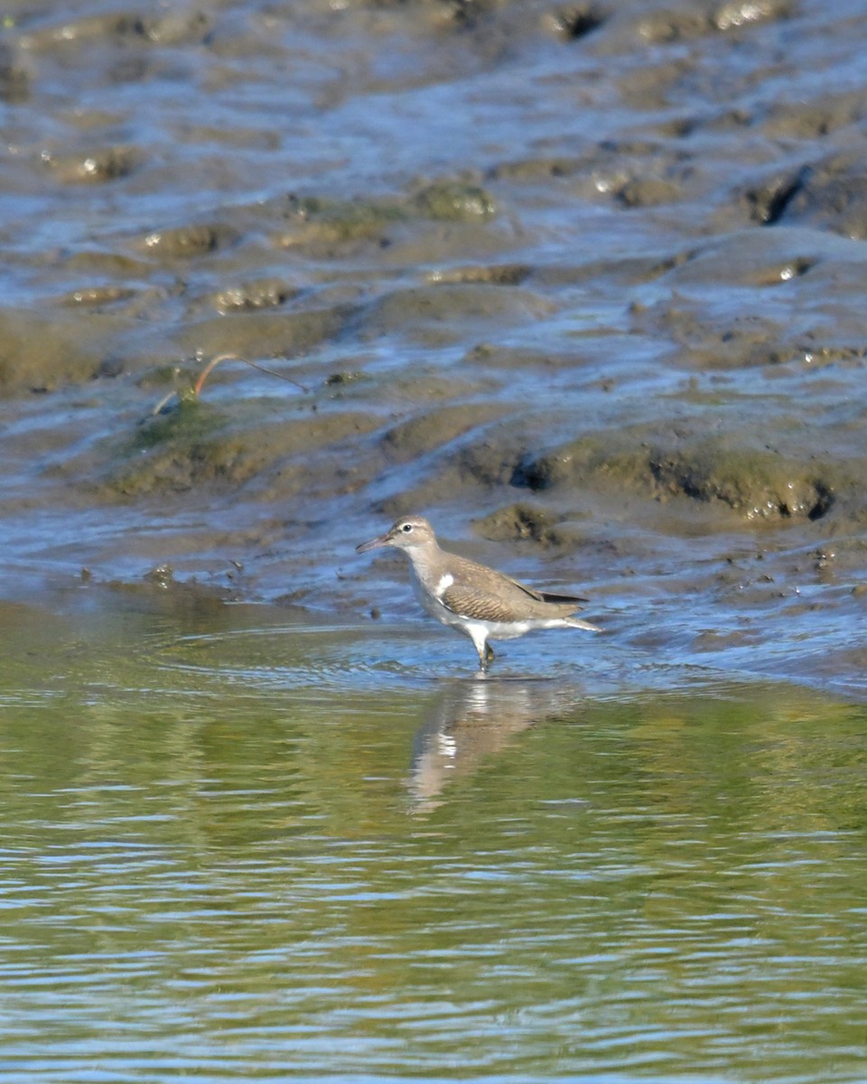 Spotted Sandpiper - ML641988751