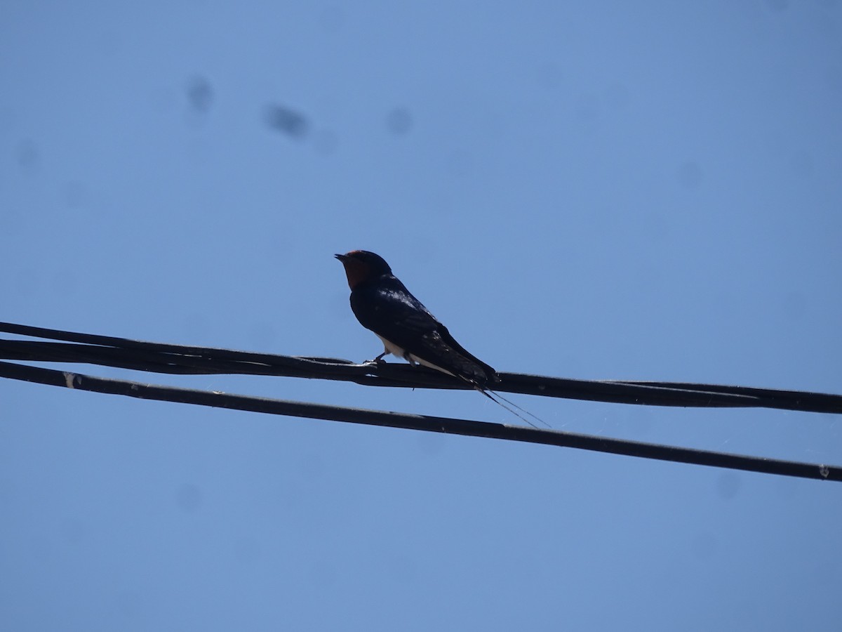 Barn Swallow - ML641988753