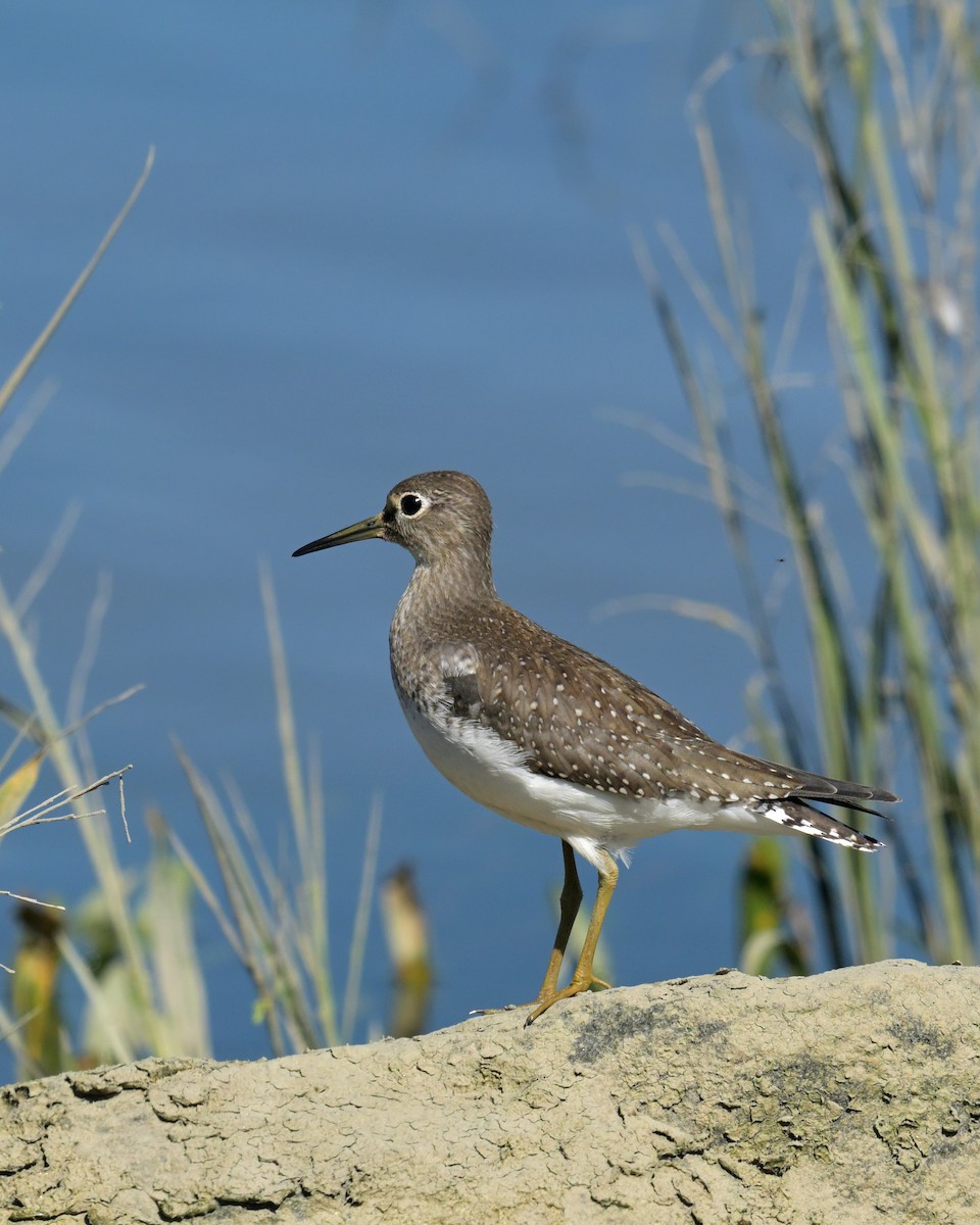 Solitary Sandpiper - ML641988754