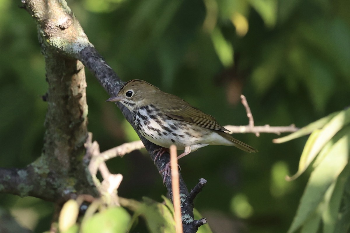 Ovenbird - ML641988756