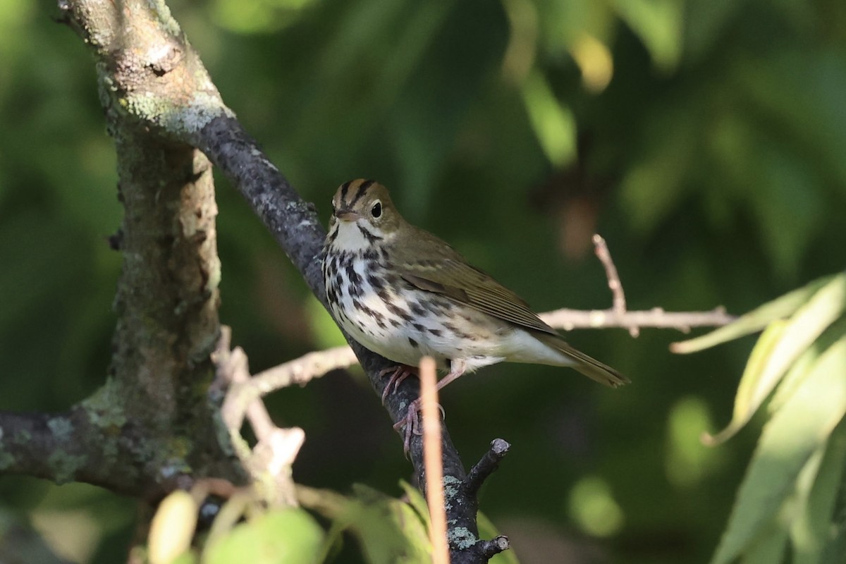 Ovenbird - ML641988757