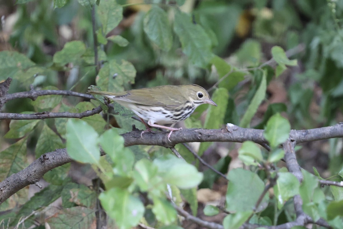 Ovenbird - ML641988759
