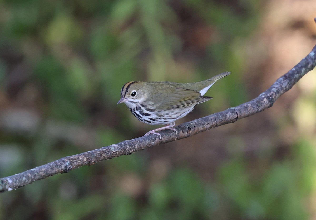 Ovenbird - ML641988760