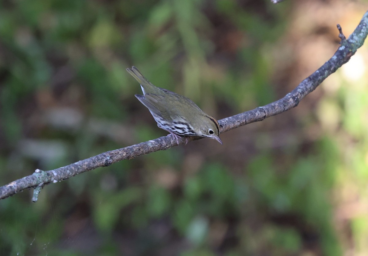 Ovenbird - ML641988761