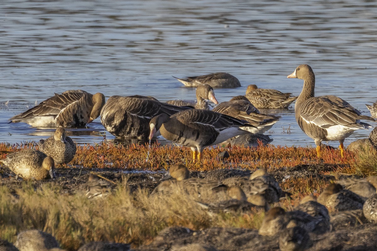 Greater White-fronted Goose - ML641988763