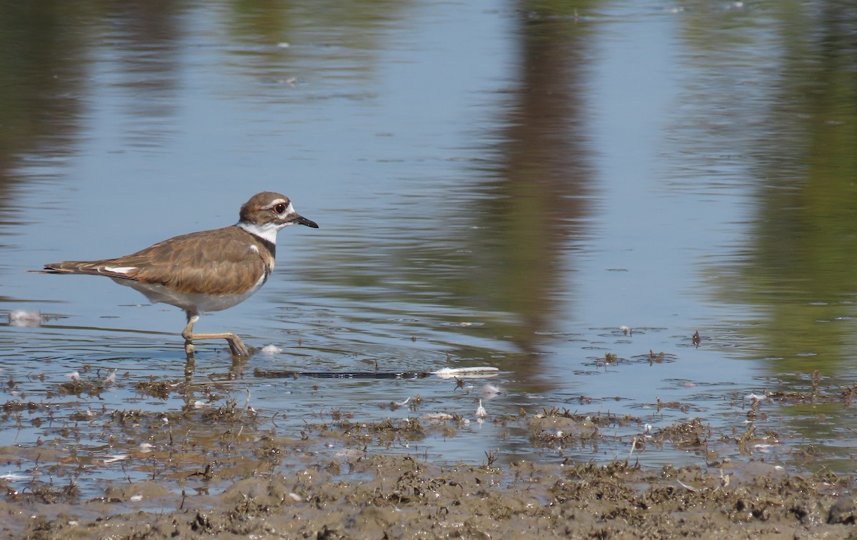 Killdeer - ML641988764