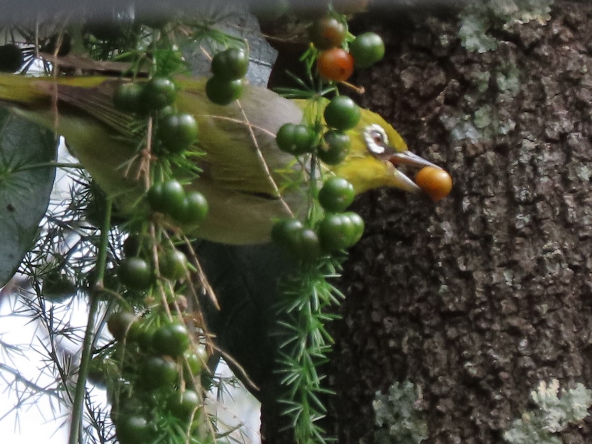 Silvereye - ML641988765
