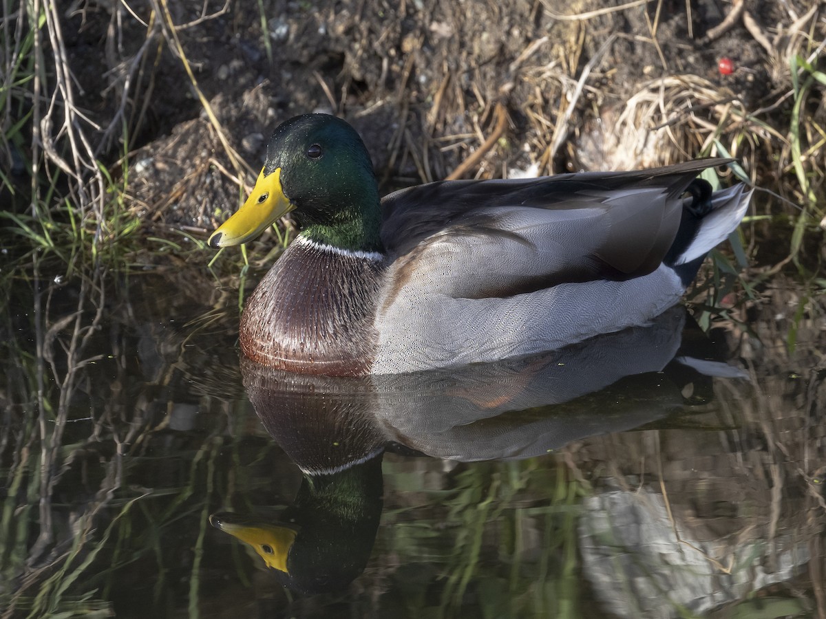 Mallard - ML641988767