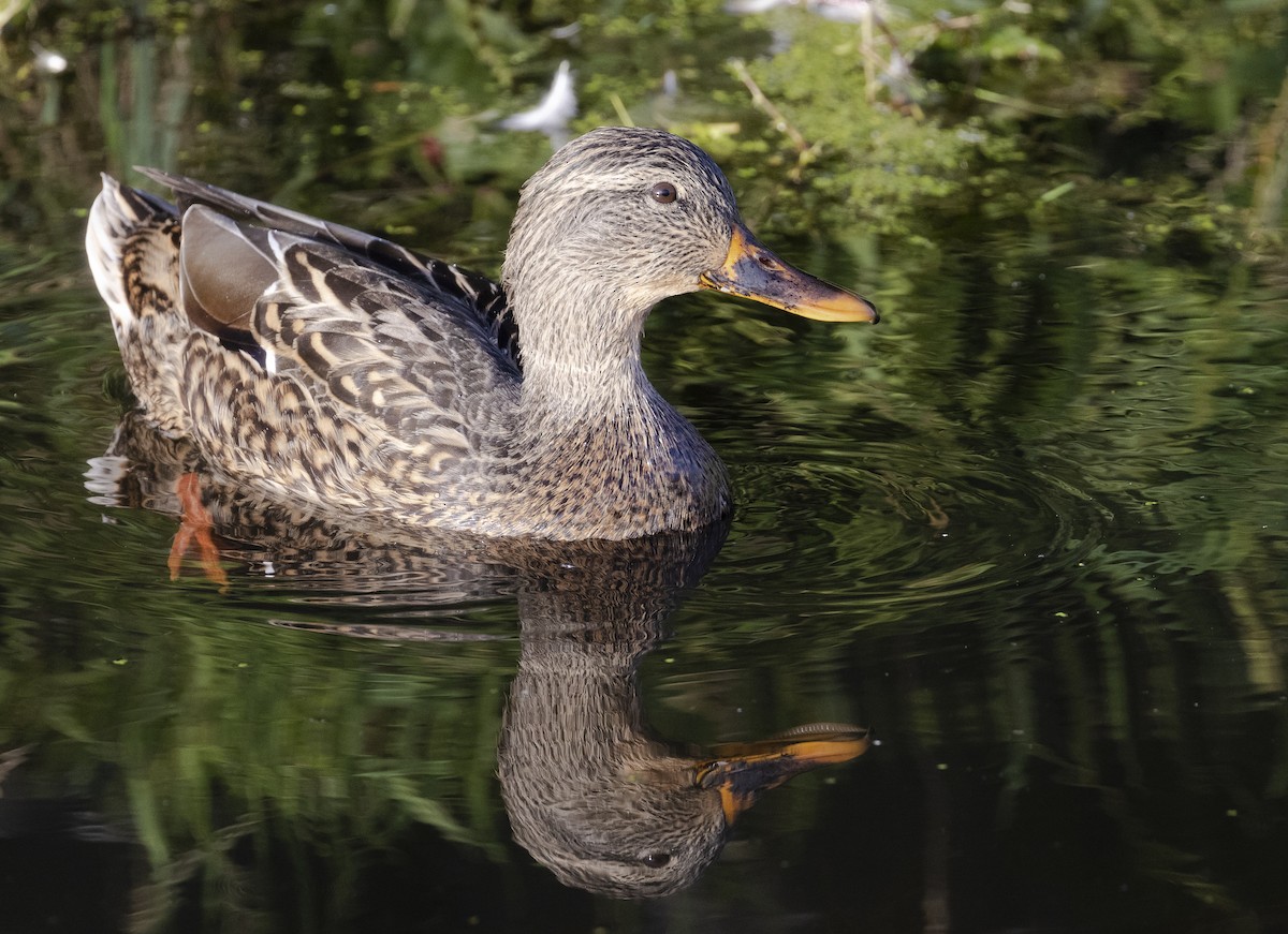 Mallard - ML641988768