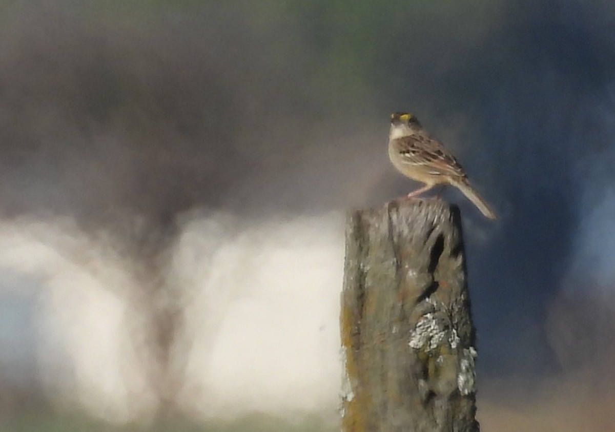 Grassland Sparrow - ML641988769
