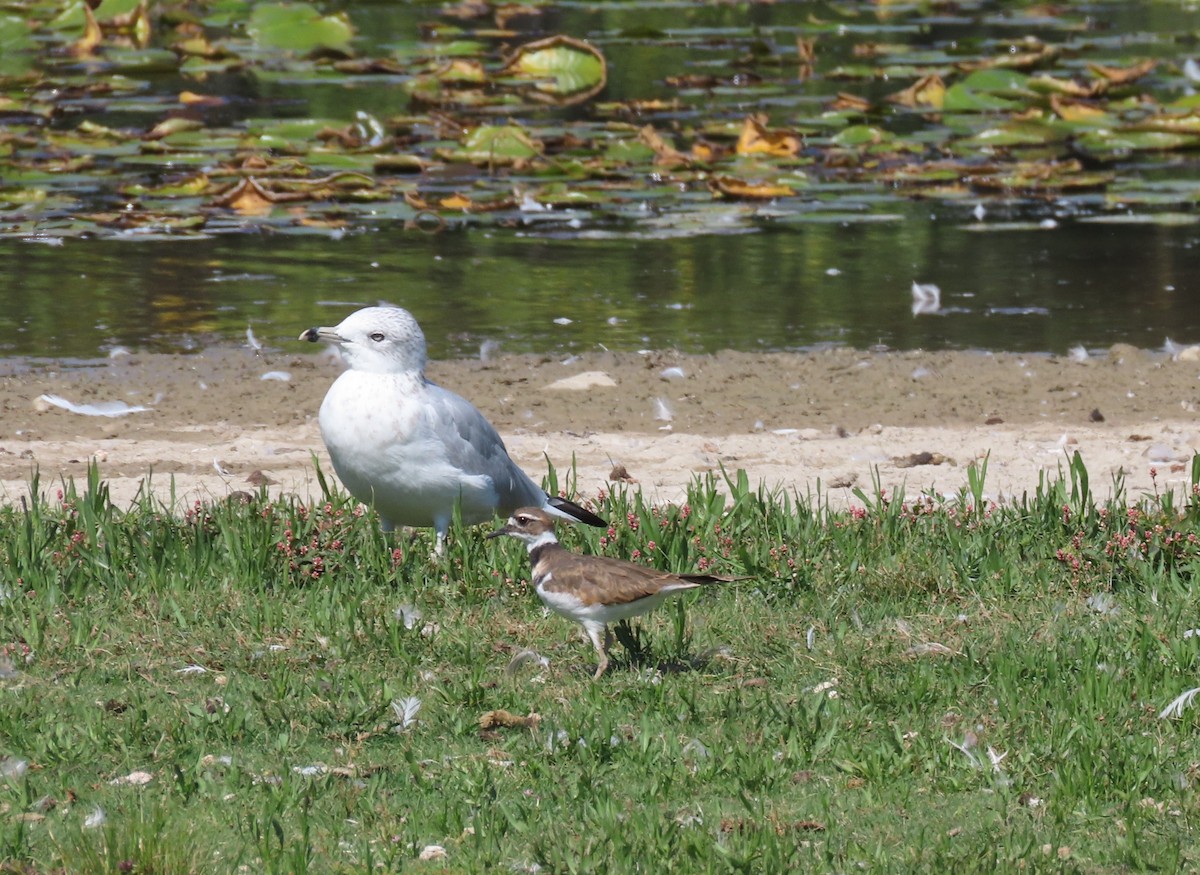 Ring-billed Gull - ML641988770