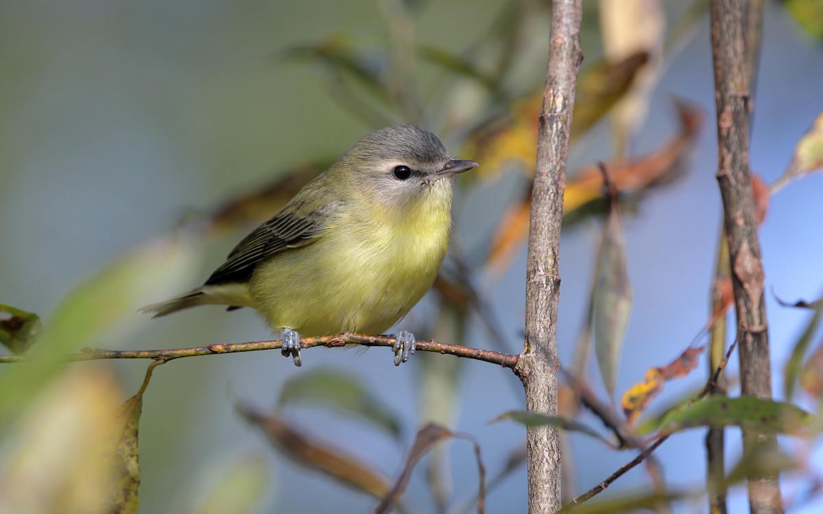 Philadelphia Vireo - ML641988772
