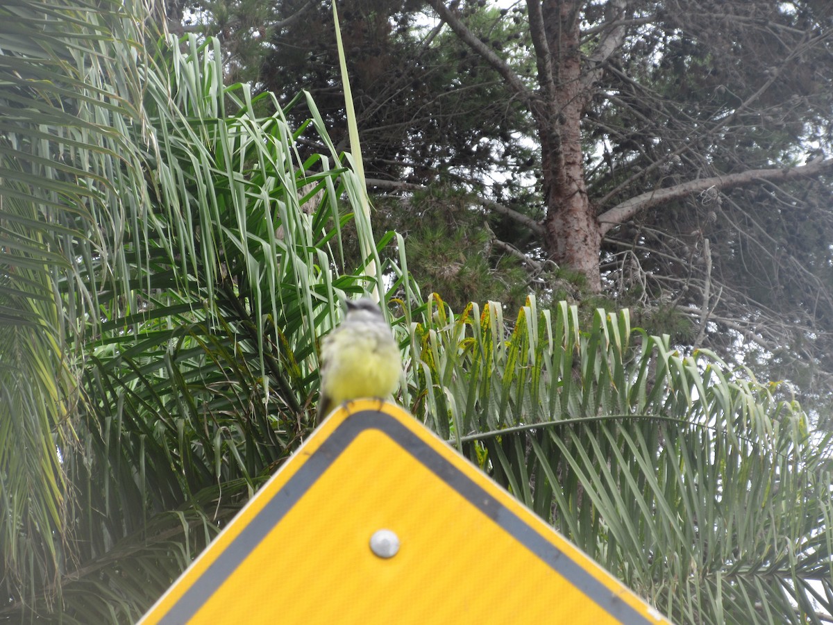 Western Kingbird - ML641988774