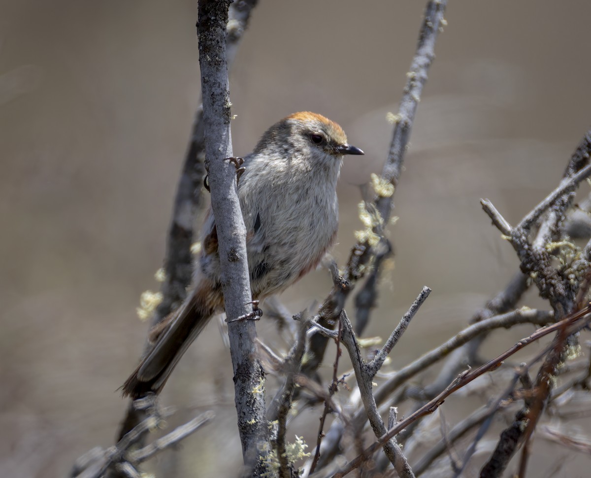 White-browed Tit-Warbler - ML641988775