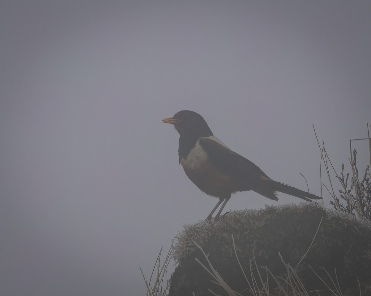 White-backed Thrush - ML641988789