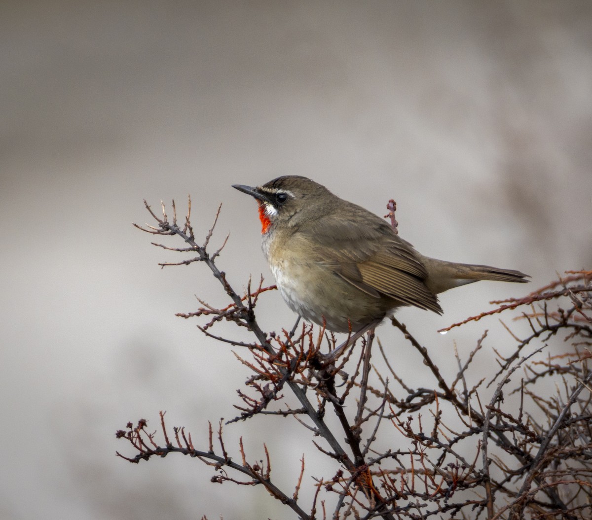Siberian Rubythroat - ML641988792