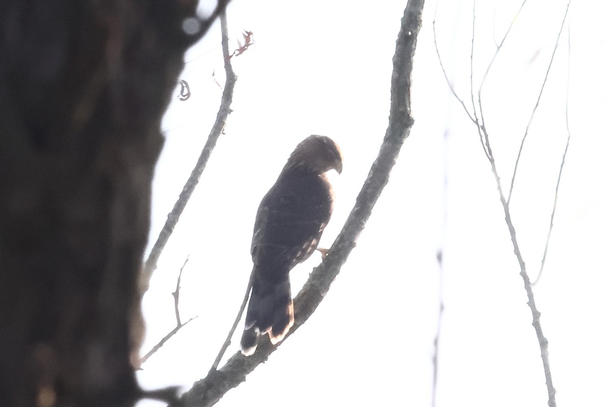 Cooper's Hawk - ML641988793