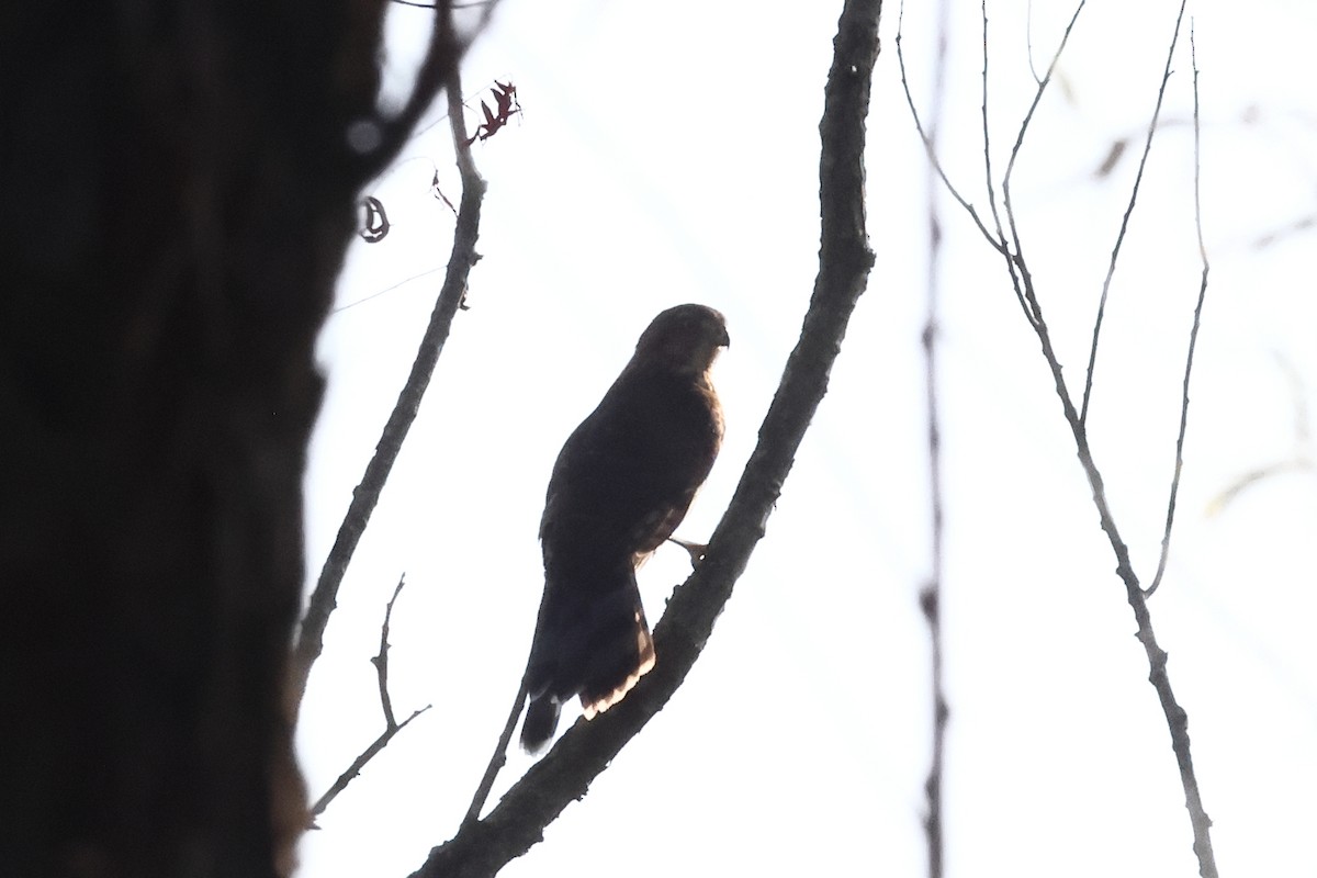 Cooper's Hawk - ML641988794