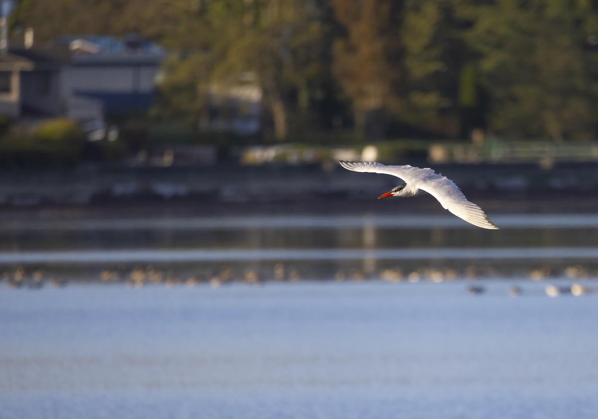 Caspian Tern - ML641988796