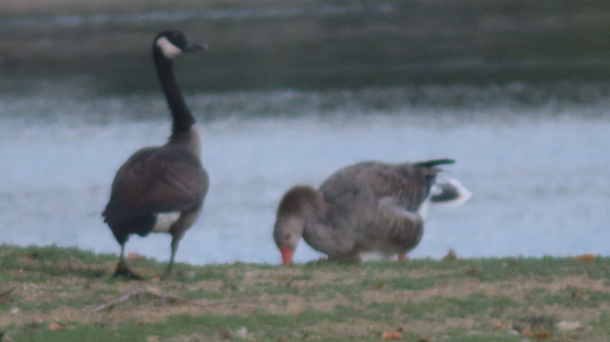 Canada Goose - ML641988797