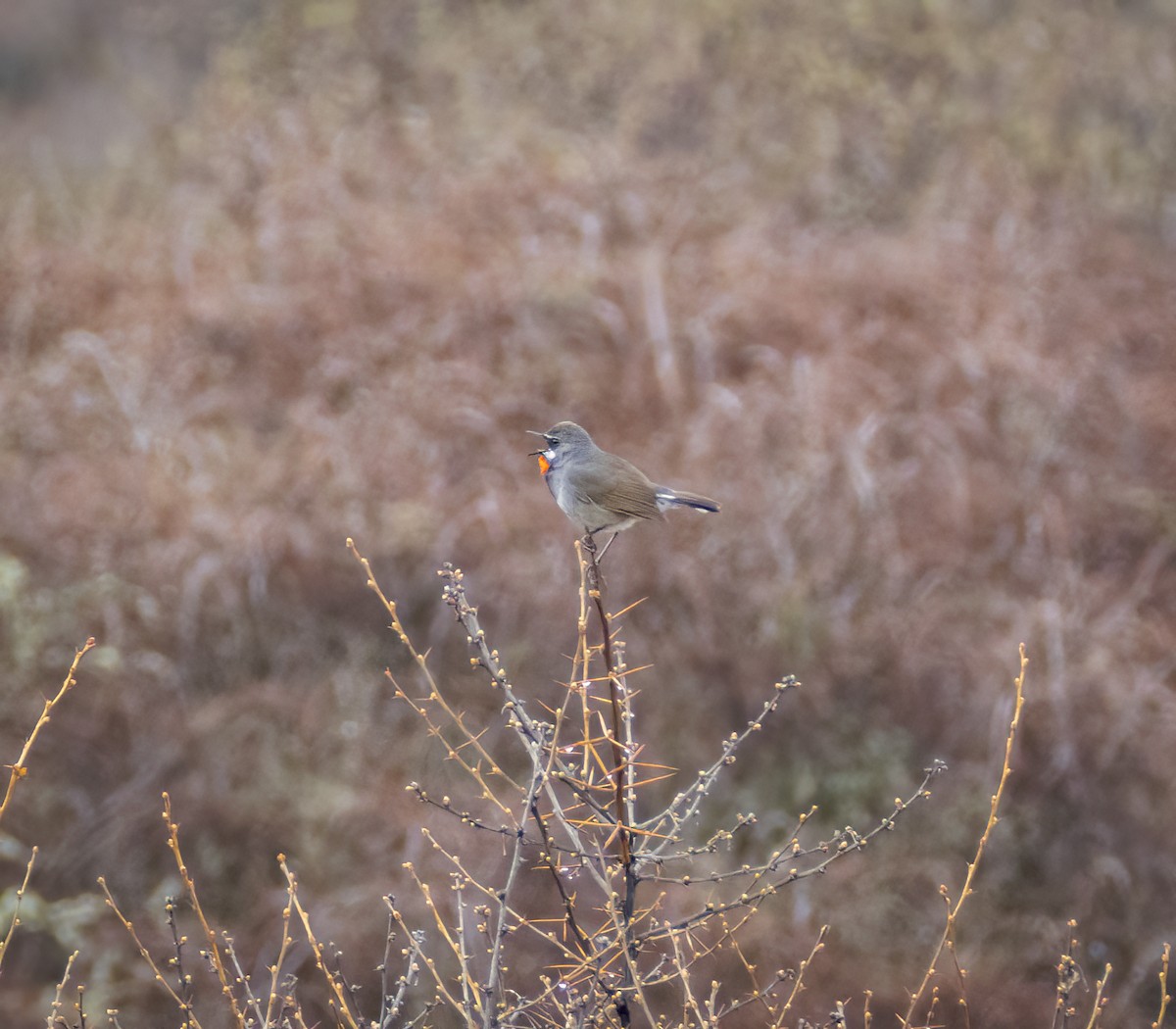 Chinese Rubythroat - ML641988798