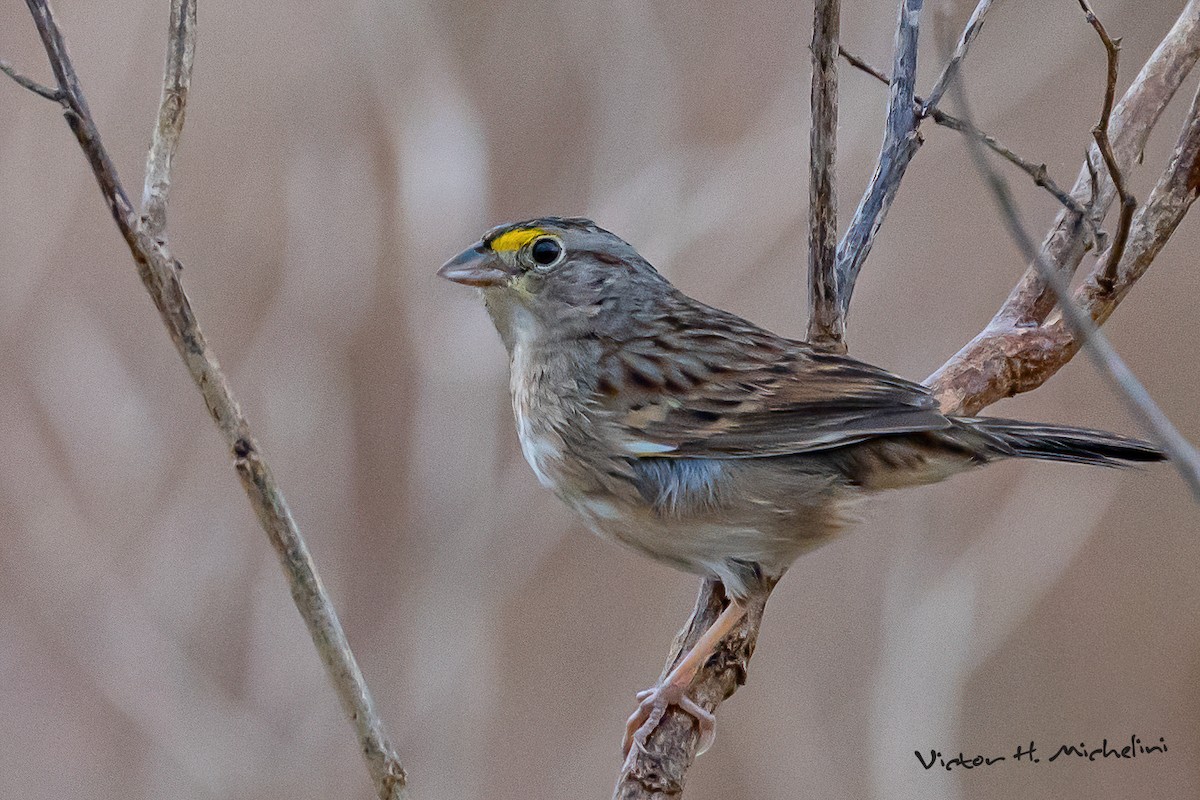 Grassland Sparrow - ML641988801