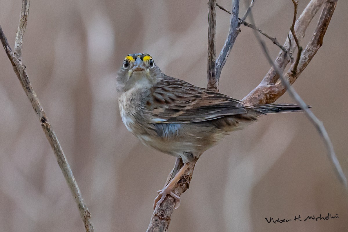 Grassland Sparrow - ML641988803
