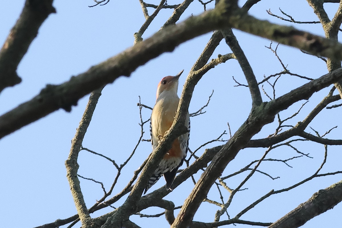Red-bellied Woodpecker - ML641988808