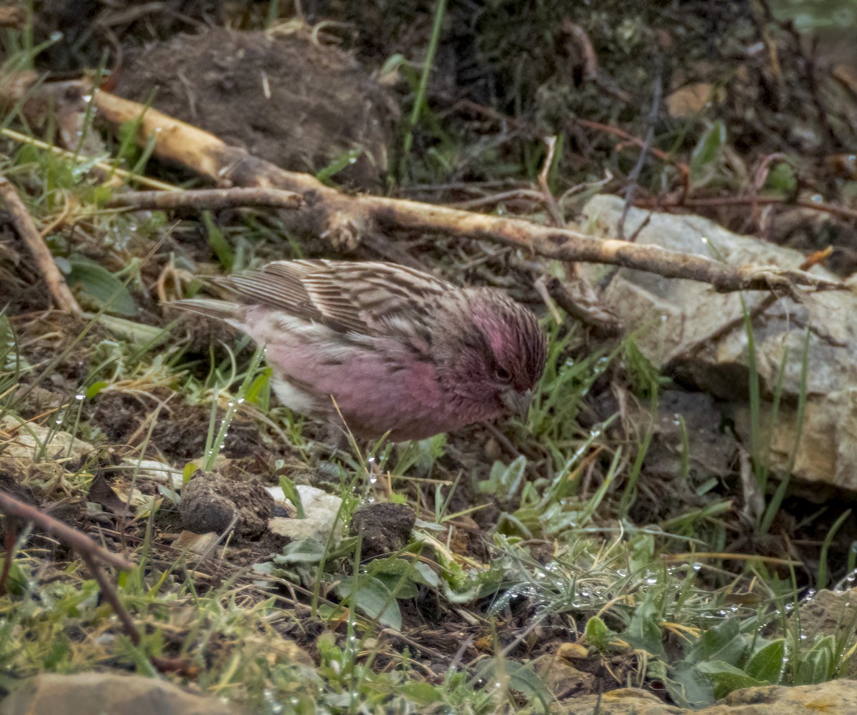 Himalayan Beautiful Rosefinch - ML641988816