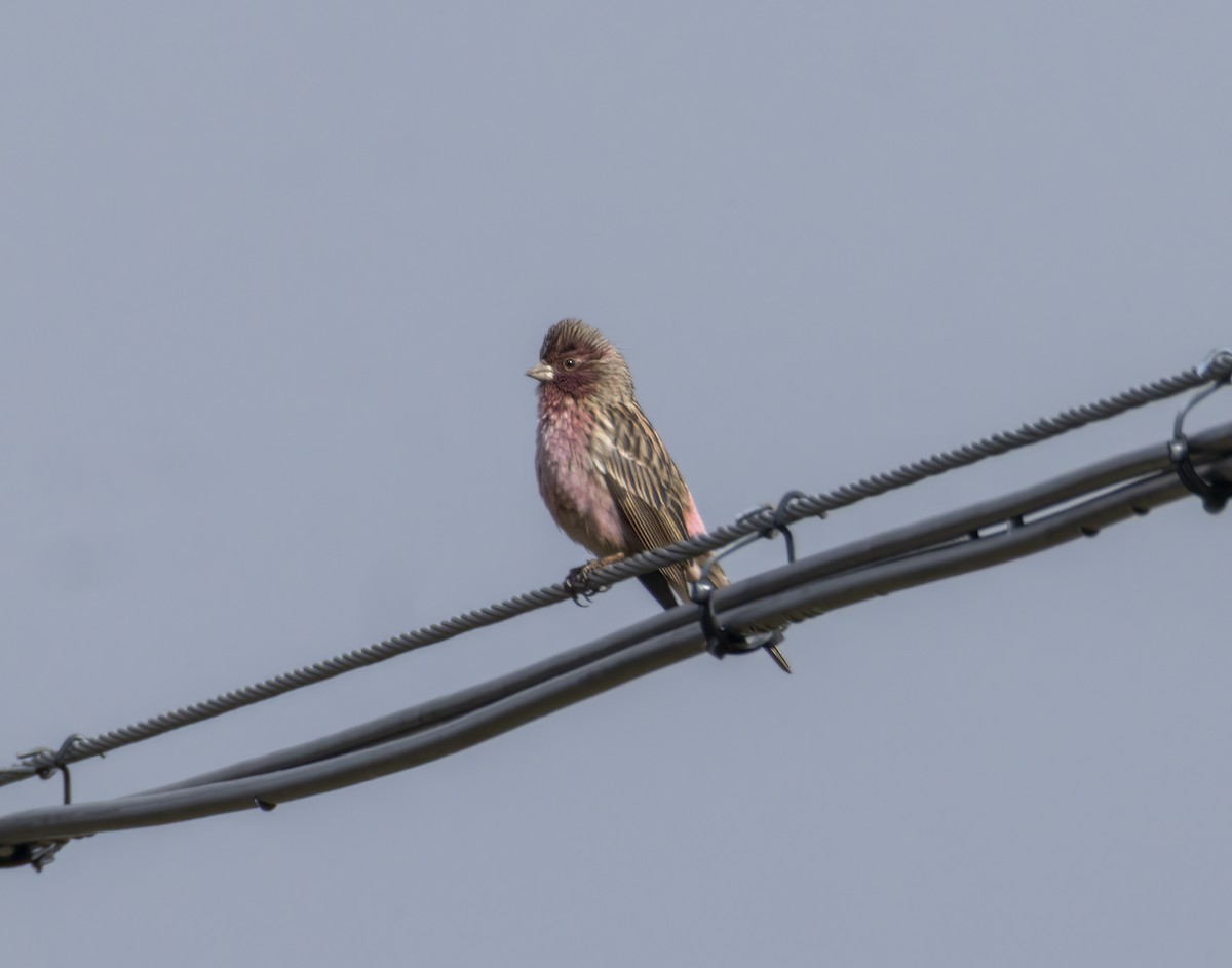 Pink-rumped Rosefinch - ML641988824