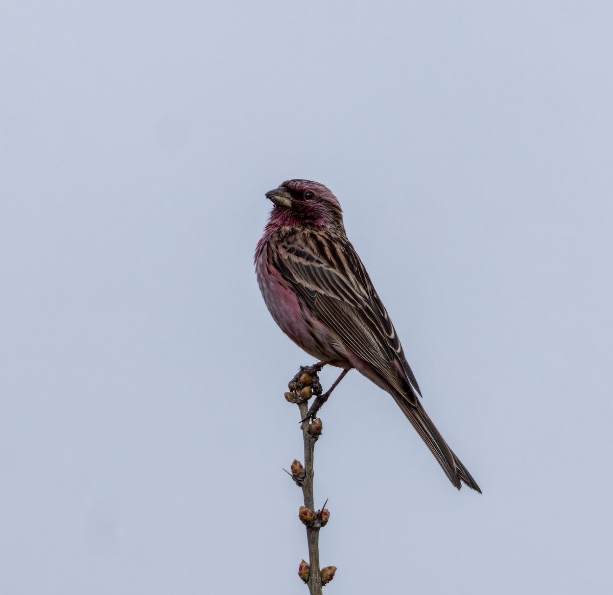 Streaked Rosefinch - ML641988828